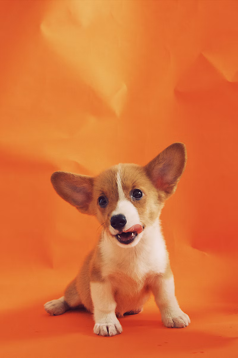 Bolsa Canguru para Pets